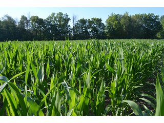Property photo 25 - 64 Acre Farm Offered in 4 Tracts or in Combinations - Real Estate Auction